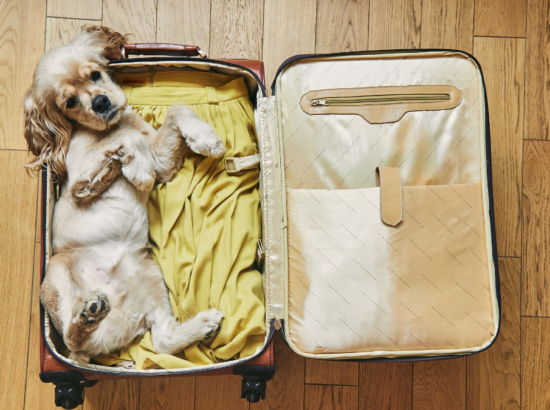 vacances-chien-chat-valise-hotel-point-france